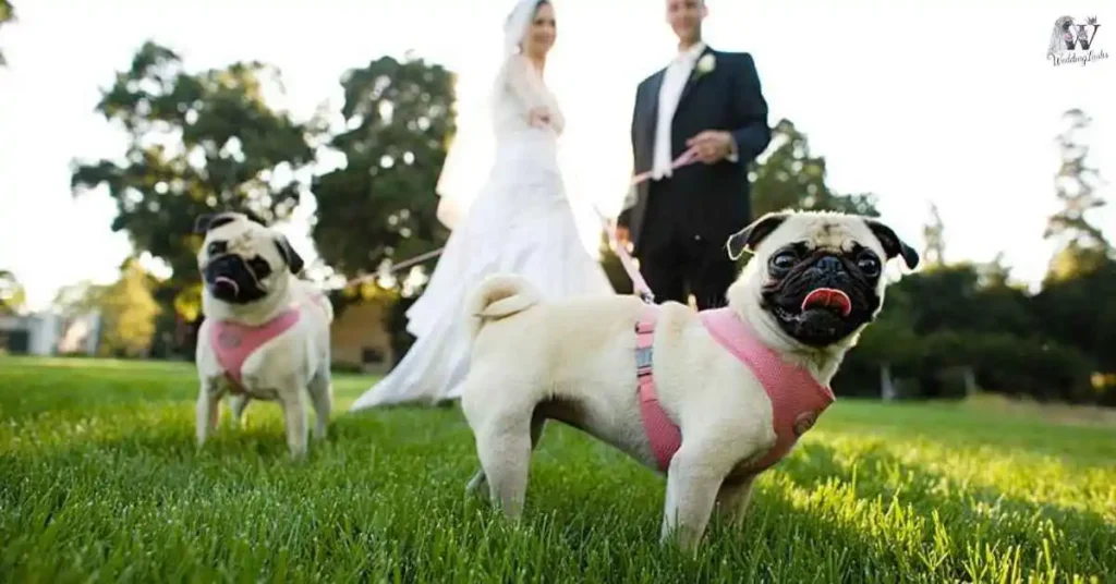 Types-of-Dog-Wedding-Outfits